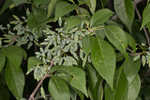 Eastern swamp privet